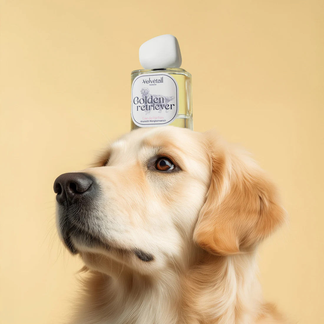 Velvetail Perfumes Golden retriever 金毛尋回犬